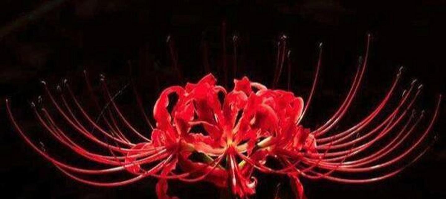 绝望的花语是什么？哪种花象征绝望？
