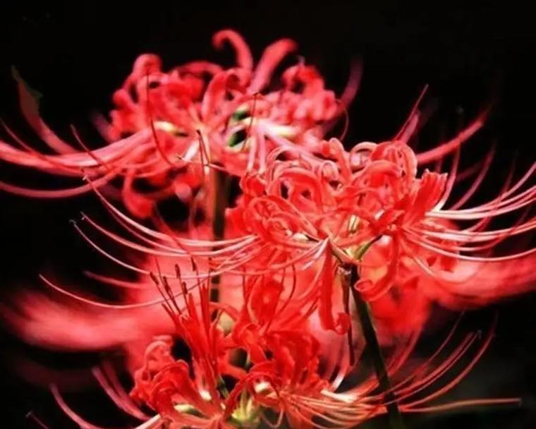 绝望的花语是什么？哪种花象征绝望？