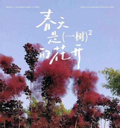 美丽契约花语中隐藏着怎样的寓意？