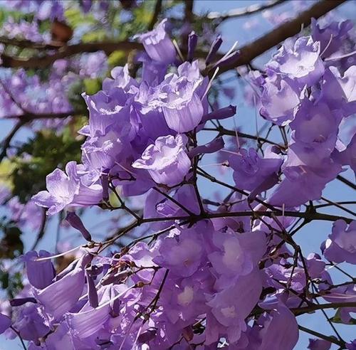 安娜法师花语代表什么？哪种花与之对应？