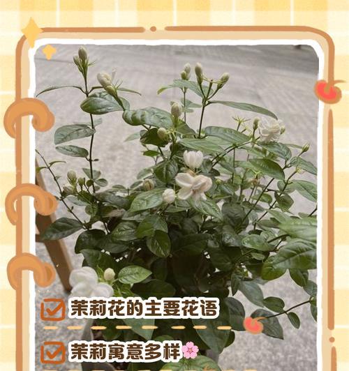 哪种花的花语象征透明？