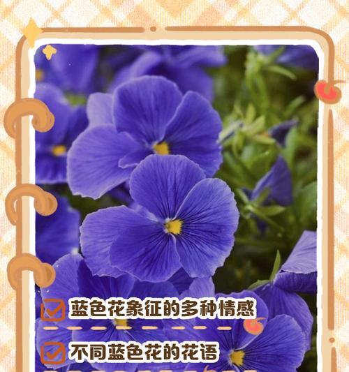 哪种花的花语象征透明？