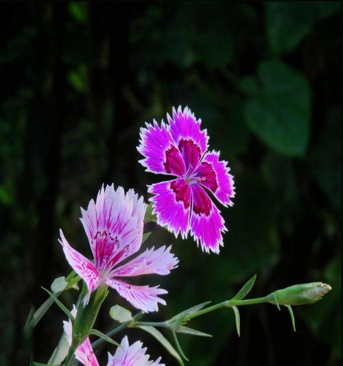 红柳花的花语有何深意？