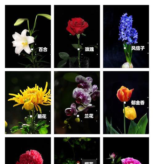 各种花的花语有哪些？