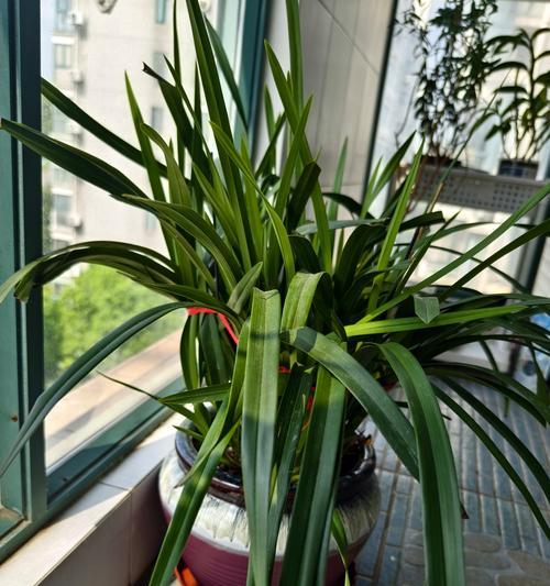 大蕙兰花语是什么？适合哪种场合表达？