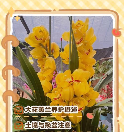 大蕙兰花语是什么？适合哪种场合表达？
