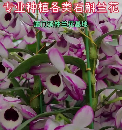 大蕙兰花语是什么？适合哪种场合表达？