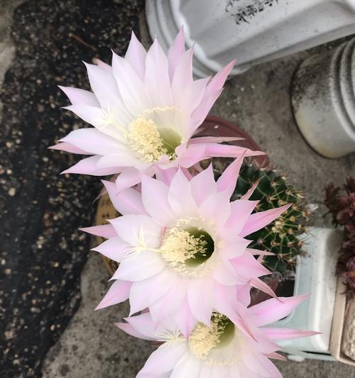 仙人球的花语是什么？仙人掌类植物的花语有哪些？