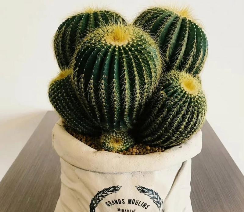 仙人球的花语是什么？仙人掌类植物的花语有哪些？