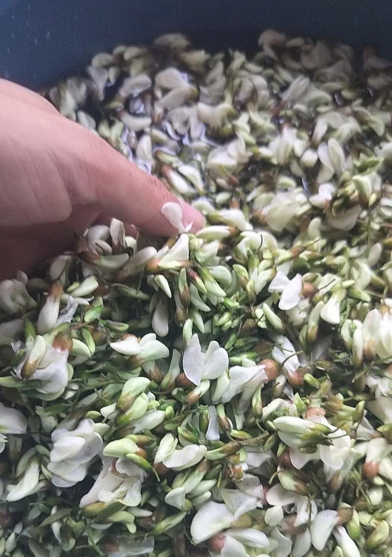 五彩槐花的花语有何深意？
