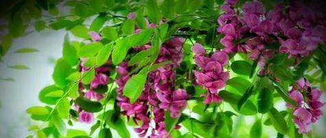 五彩槐花的花语有何深意？