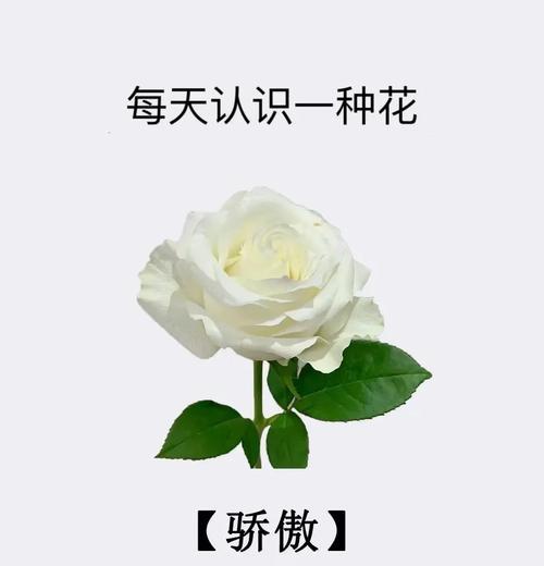 金白色玫瑰花的花语是什么？
