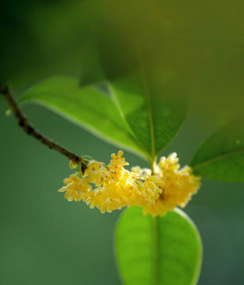 寒花的花语意义是什么？