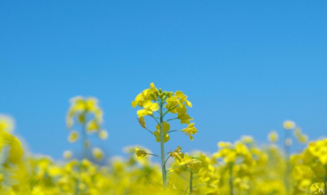 寒花的花语意义是什么？