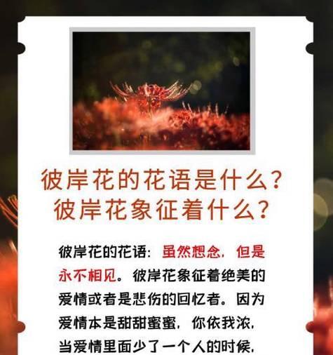 追忆的爱是什么花的花语？这种花语代表了怎样的情感？