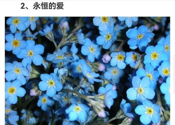 追忆的爱是什么花的花语？这种花语代表了怎样的情感？