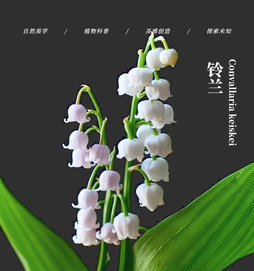害羞铃兰的花语代表了什么情感？