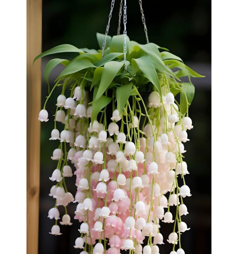 害羞铃兰的花语代表了什么情感？