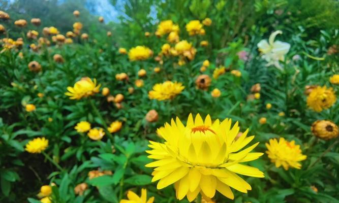 菊花麦穗的花语是什么意思啊？菊花麦穗象征着什么？