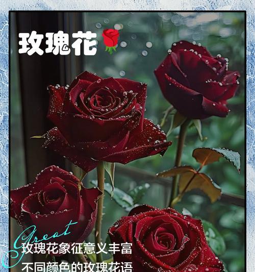 瓷玫瑰花语适合送给谁？它代表了怎样的情感？