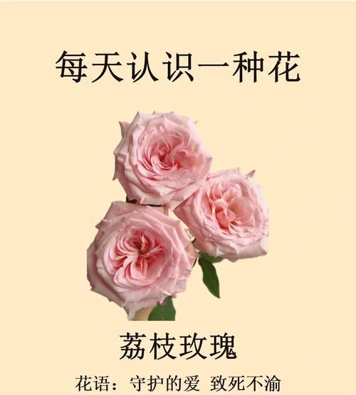 瓷玫瑰花语适合送给谁？它代表了怎样的情感？
