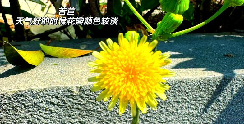 蒲公英树的花语是什么？它代表了哪些情感？