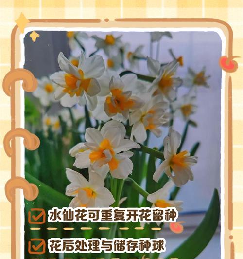 野性水仙的花语代表什么？