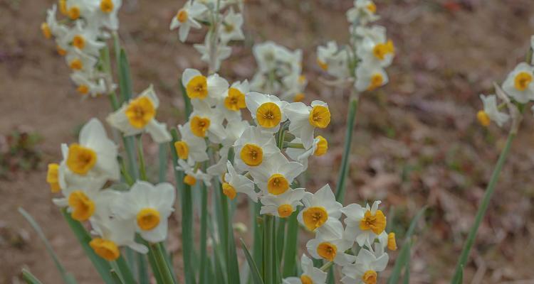 野性水仙的花语代表什么？