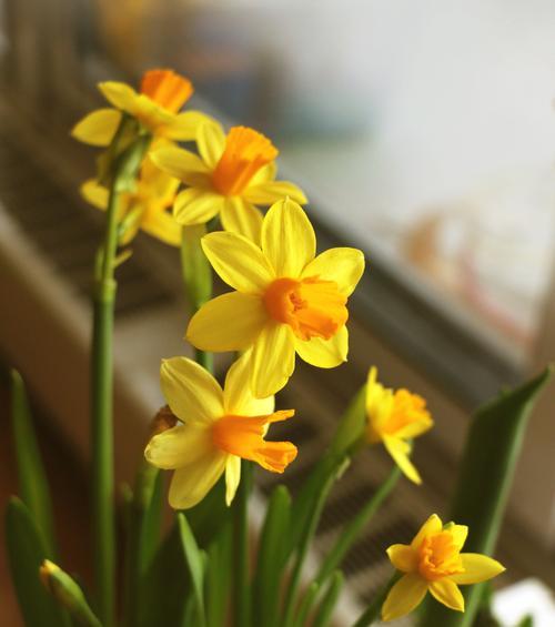 野性水仙的花语代表什么？