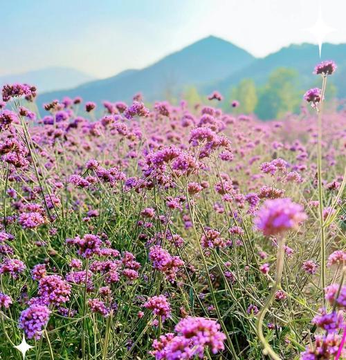 秋英花的花语短句能否表达季节之美？