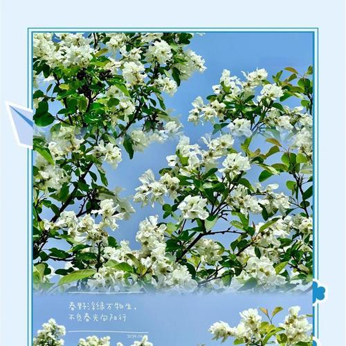 遗憾的花代表什么情感？花语有何深意？