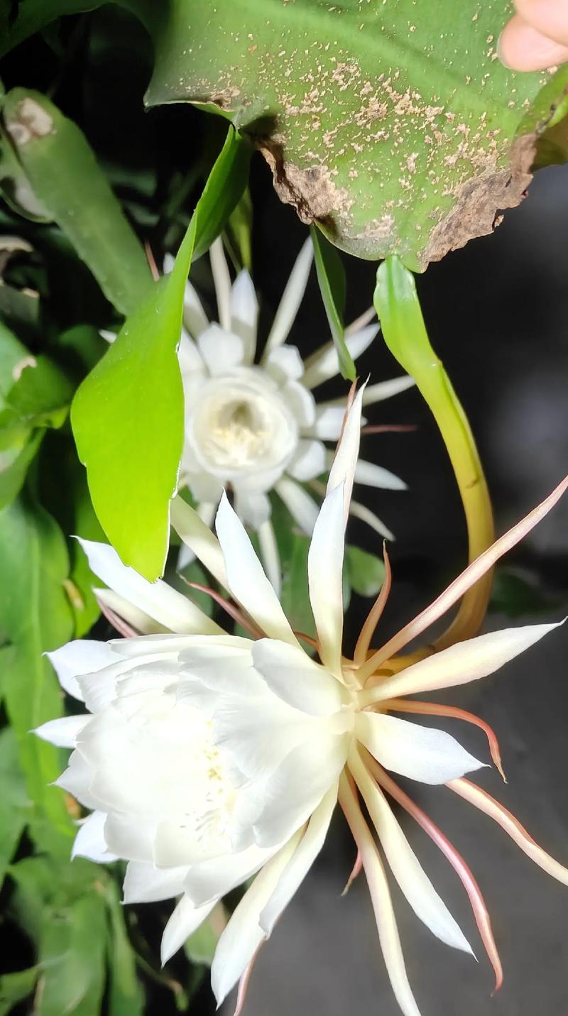 遗憾的花代表什么情感？花语有何深意？