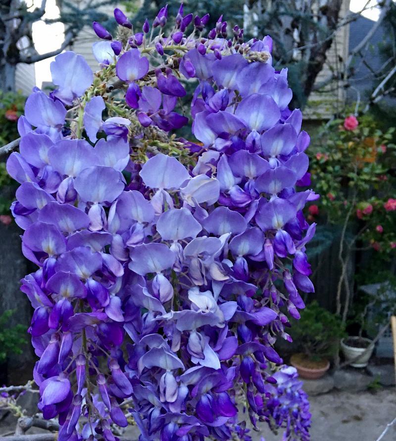 木罐花的花语是什么？它象征着什么？