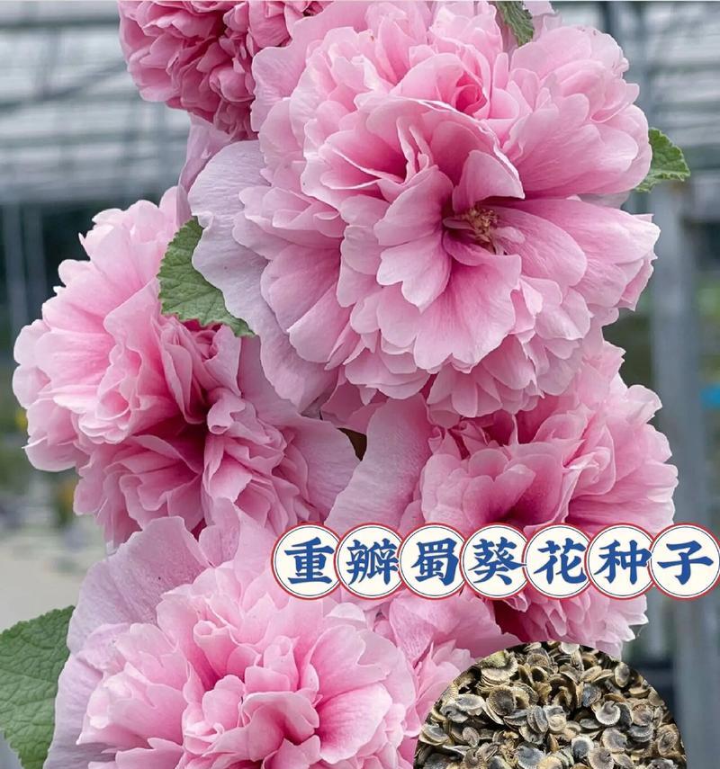 木罐花的花语是什么？它象征着什么？