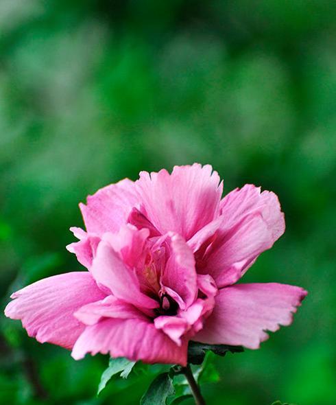 木罐花的花语是什么？它象征着什么？