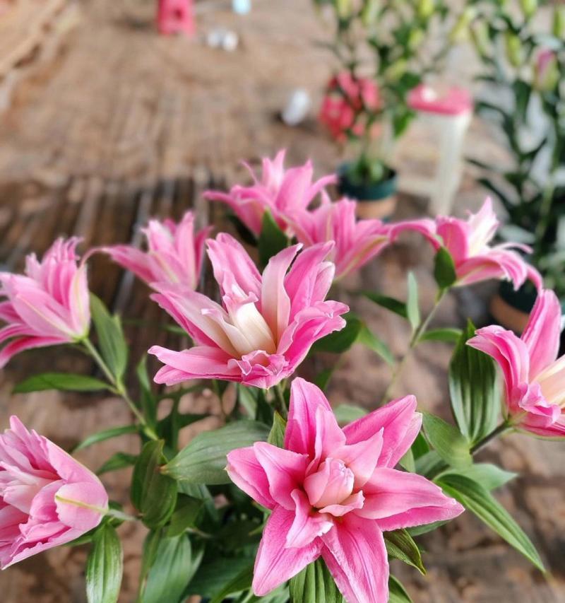 郁金百合的花语和寓意是什么？它象征着什么？