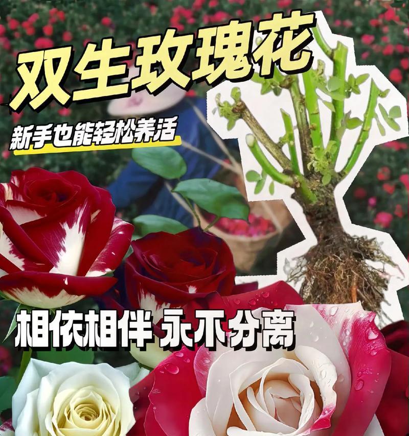 异地恋女友应该送哪种玫瑰花？玫瑰花的花语有哪些？