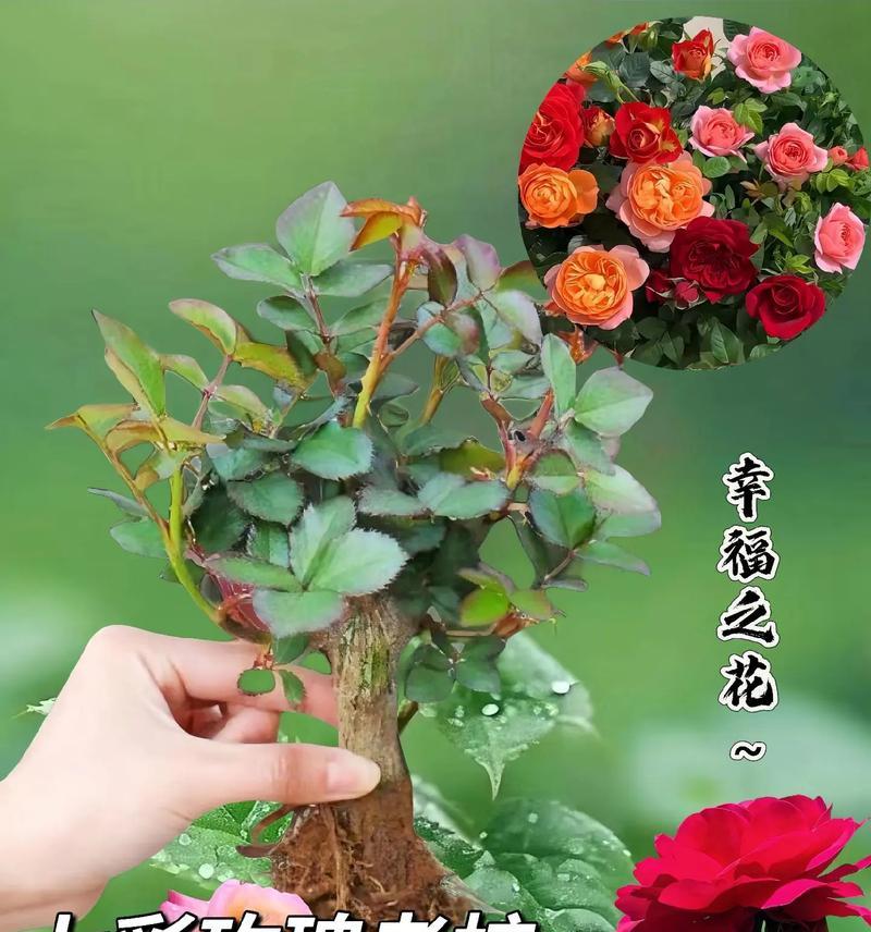 异地恋女友应该送哪种玫瑰花？玫瑰花的花语有哪些？