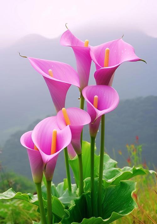 女艺人的花语是什么？女艺人通常选择哪种花？
