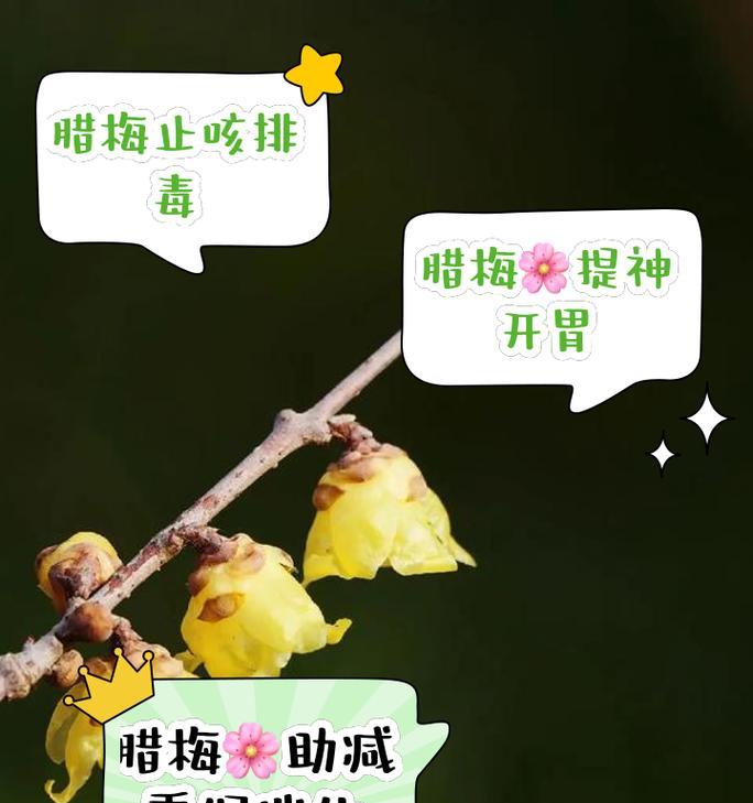 腊梅花的低调花语有哪些含义？