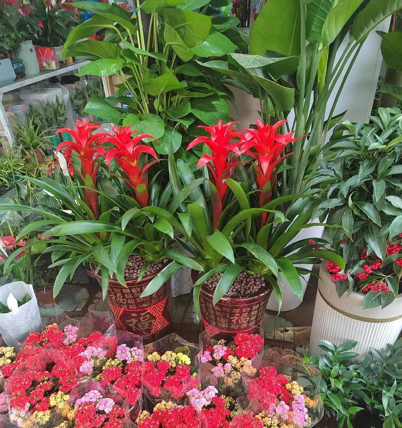 哪种花象征诚信？