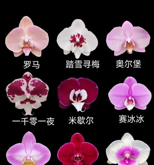 蝴蝶篮的花语代表什么？蝴蝶篮在送礼时的意义是什么？