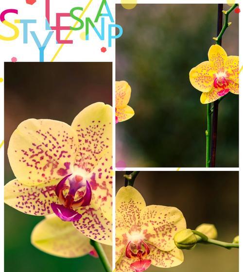 蝴蝶篮的花语代表什么？蝴蝶篮在送礼时的意义是什么？