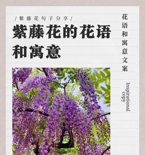 一百种花语中哪些代表思念？如何表达？