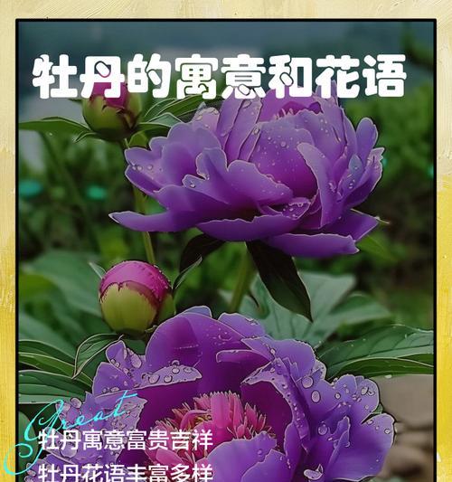 绝美的道具花语有何特别之处？它在送礼时代表什么？