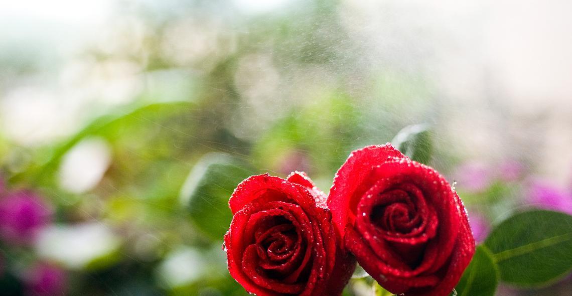 三五支玫瑰花有何含义？它的花语传达了什么？