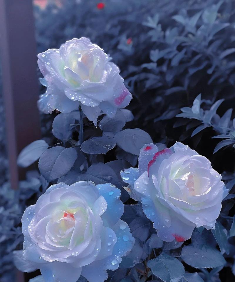 三五支玫瑰花有何含义？它的花语传达了什么？
