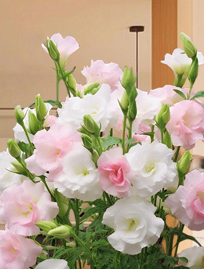 洋桔梗在冬季的花语有何特别之处？它象征着什么？