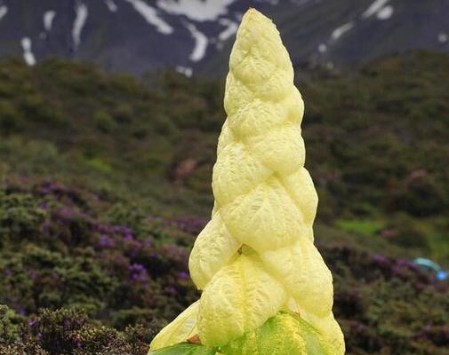 粘火勺的花语是什么？这种花有哪些特别的含义？