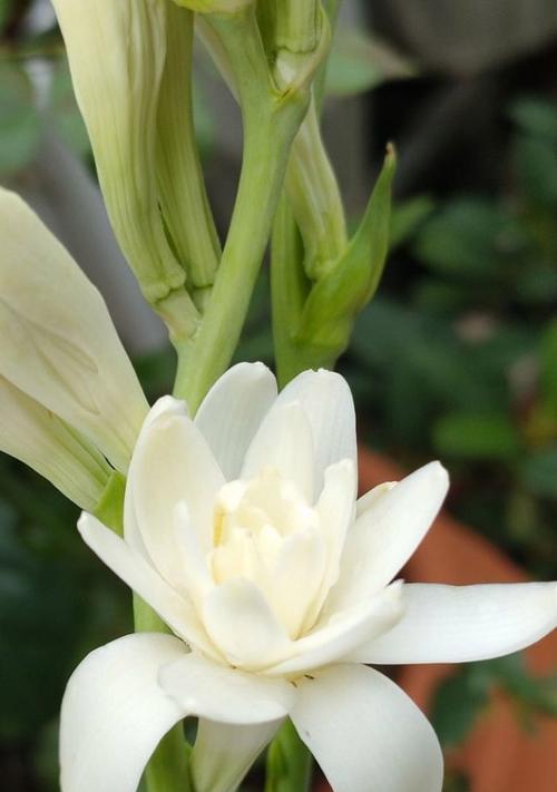 粘火勺的花语是什么？这种花有哪些特别的含义？
